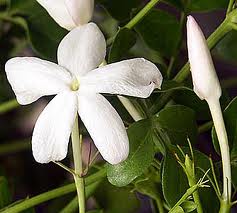 Jasmine Grandiflorum Absolute Oil